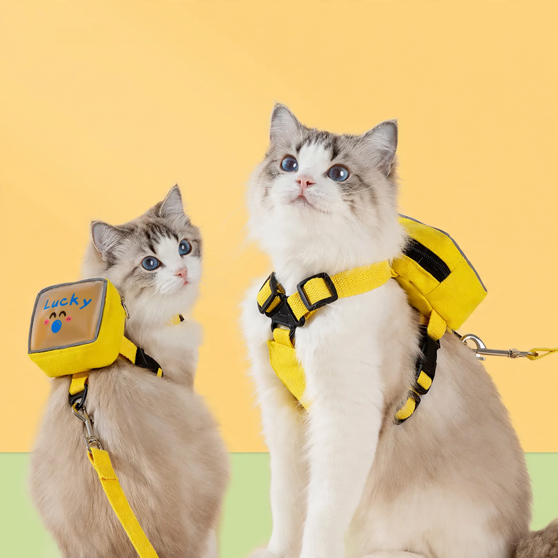 Cat Harness with Transparent Backpack