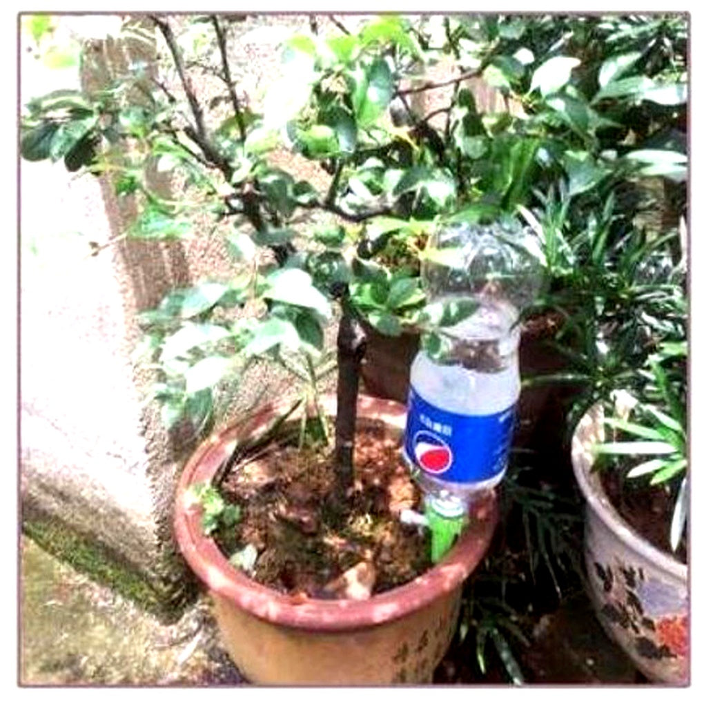 Charly | Adjustable Flow Plant Watering Spikes - Garden Automatic Irrigation