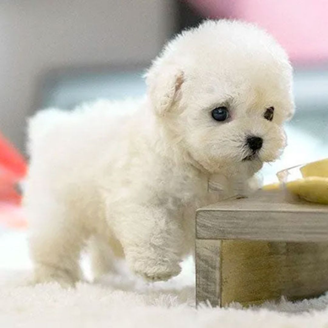 Charly | Robot Puppy Toy | Walks, Barks, and Responds