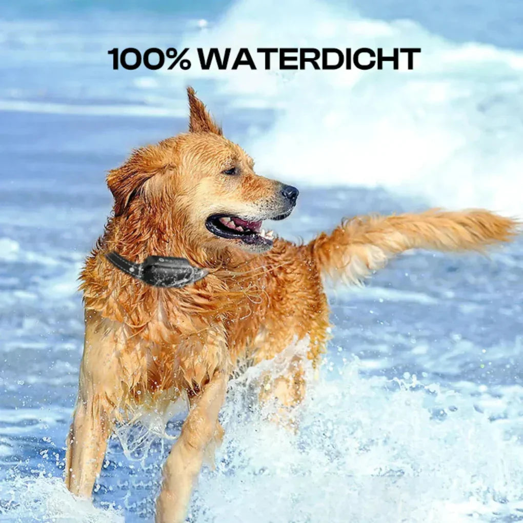 Charly | Training Collar for Dogs with Remote 1000m