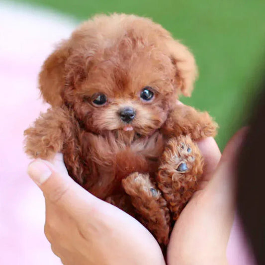 LumiPaws Interactive Plush Puppy With Realistic Movements And Touch Response